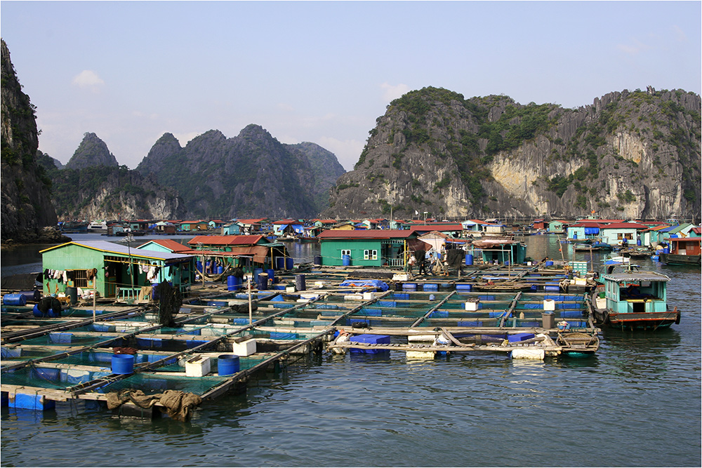 Halong Bay III