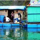 Halong Bucht - Leben auf dem Wasser - 3