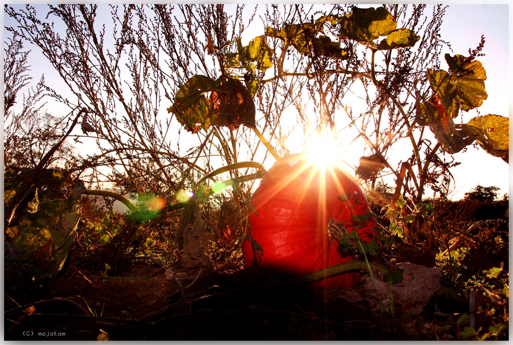 haloweenfeeling at sundown