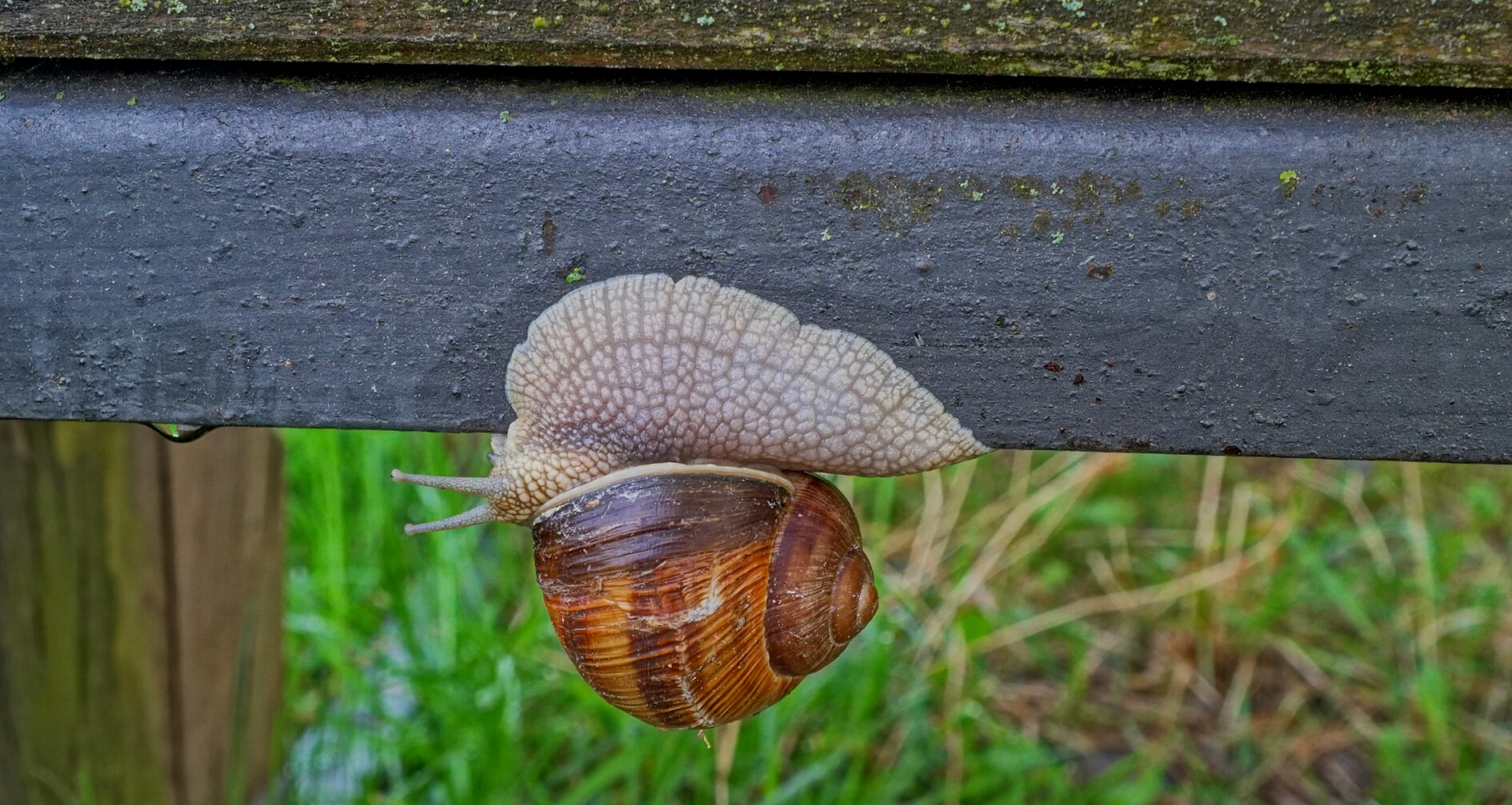 Hals über Kopf (de cabeza)