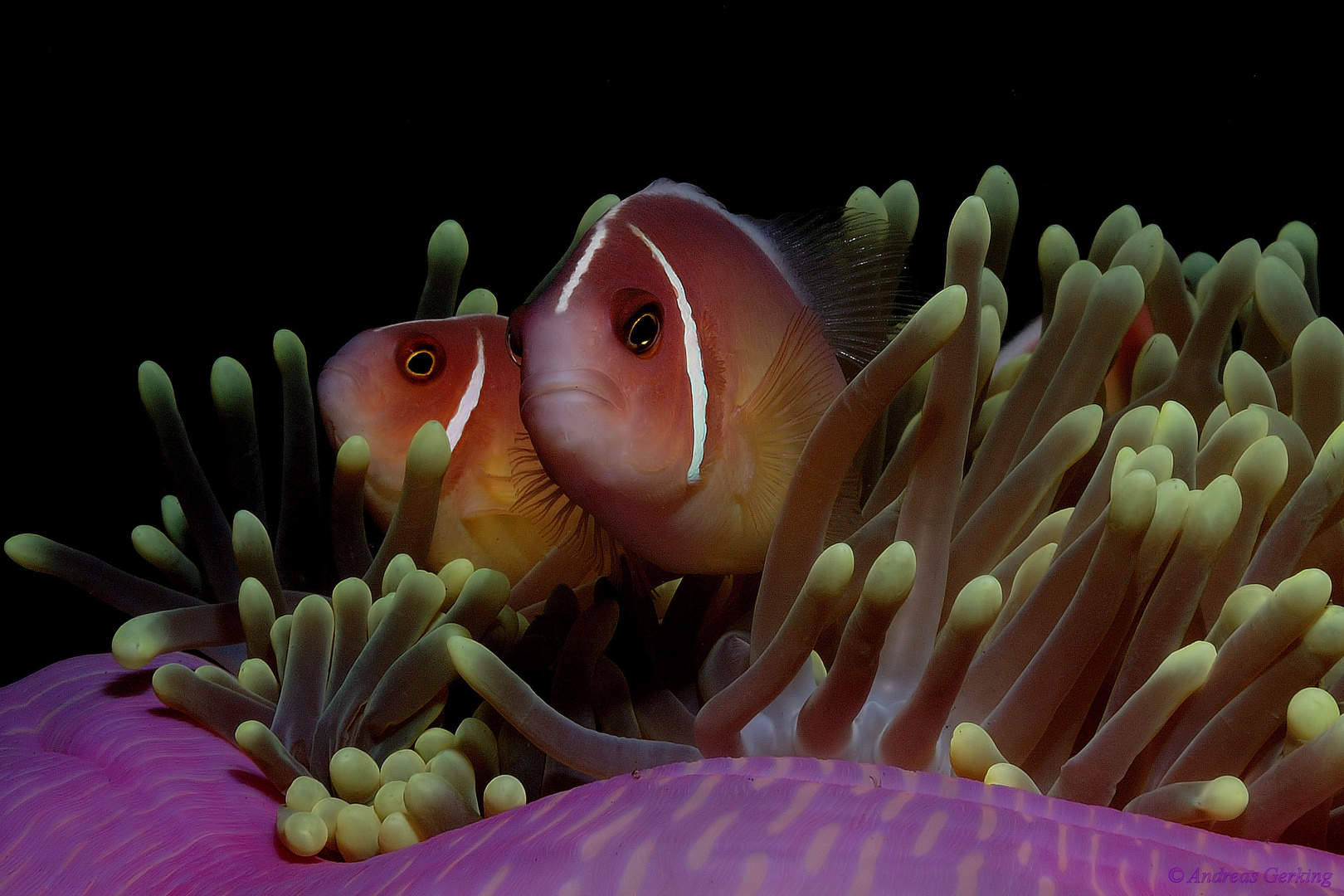 Halsband-Anemonenfisch -Amphiprion perideraion-