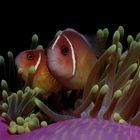 Halsband-Anemonenfisch -Amphiprion perideraion-