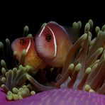 Halsband-Anemonenfisch -Amphiprion perideraion-