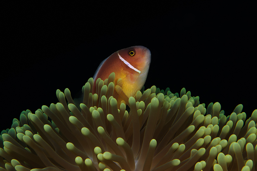 Halsband Anemonenfisch (Amphiprion perideraion)