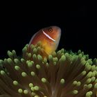 Halsband Anemonenfisch (Amphiprion perideraion)