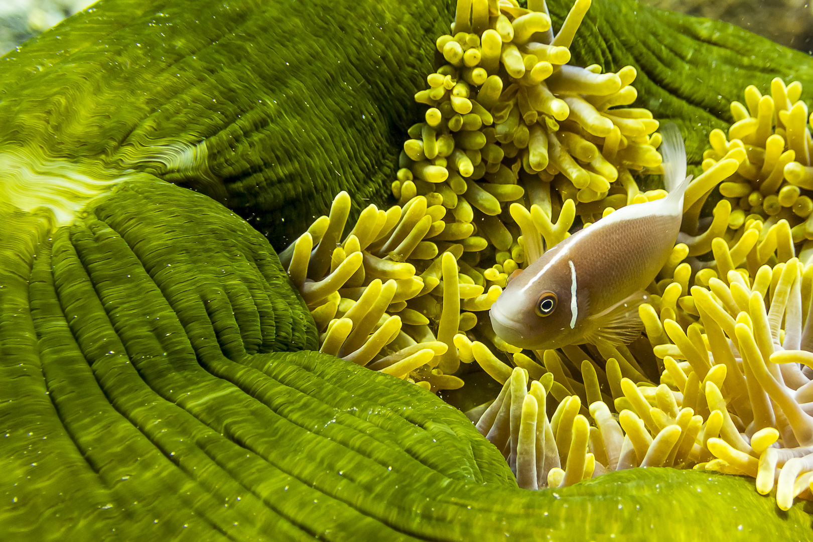  Halsband-Anemonenfisch (Amphiprion perideraion) l