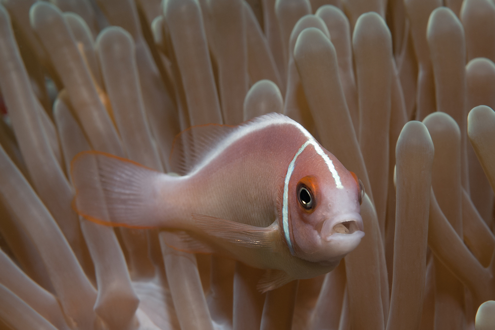 Halsband Anemonenfisch mit Parasit Cymothoa exigua