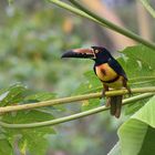 Halsband-Arassari / Collared Aracari