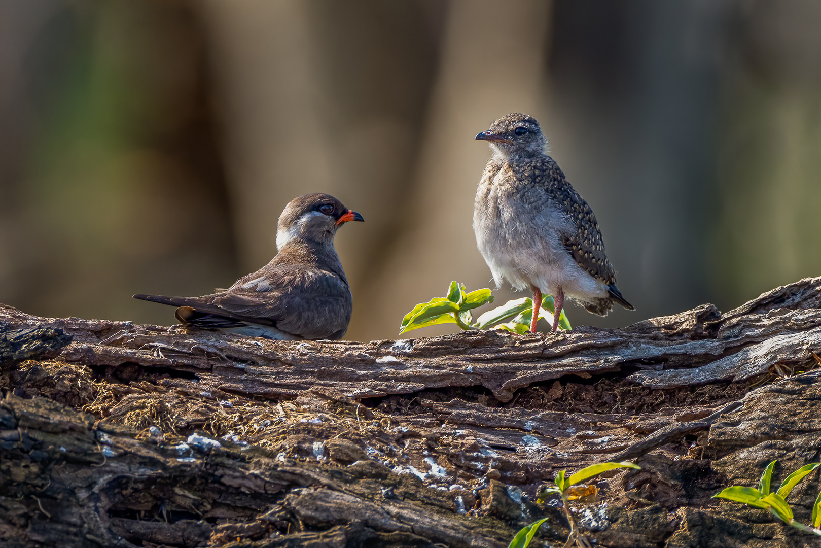 Halsband-Bachschwalbe mit Nachwuchs (Rock Pratincole)