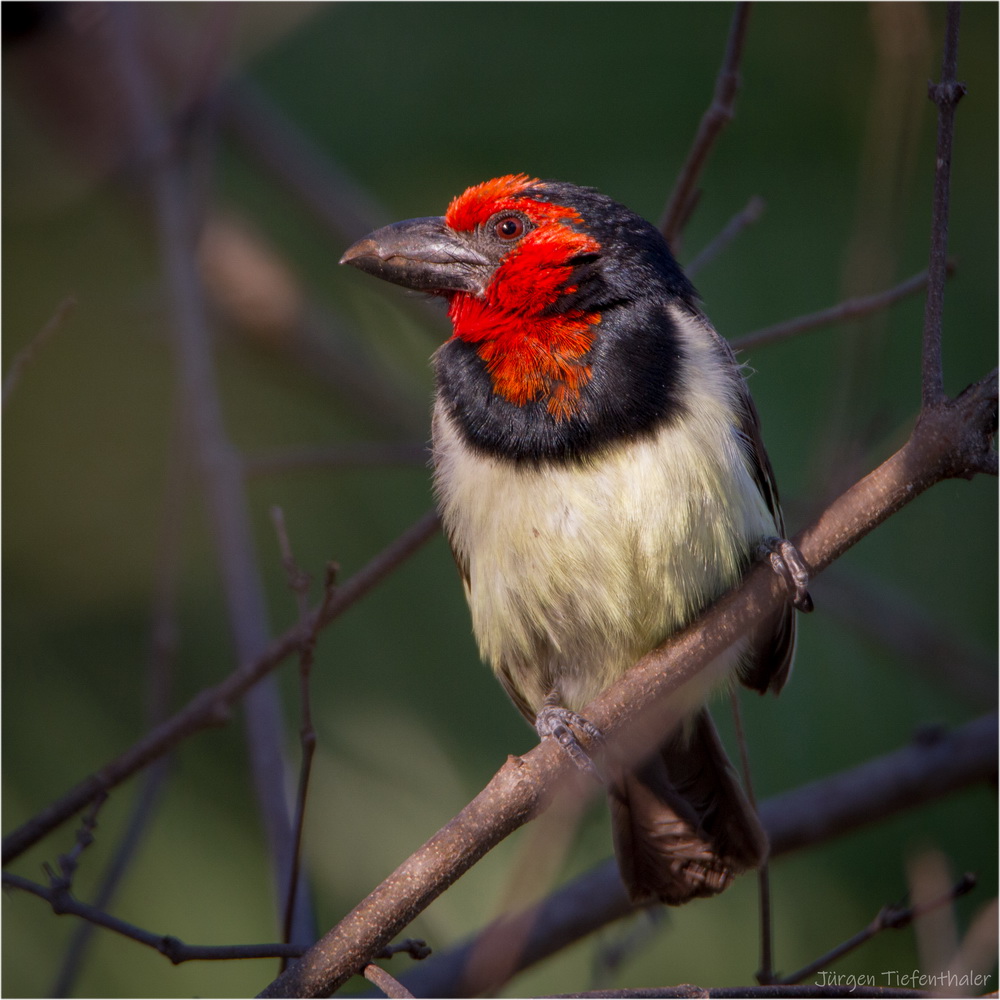 Halsband-Bartvogel