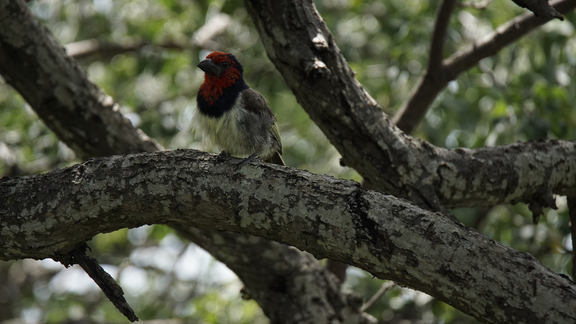 Halsband-Bartvogel