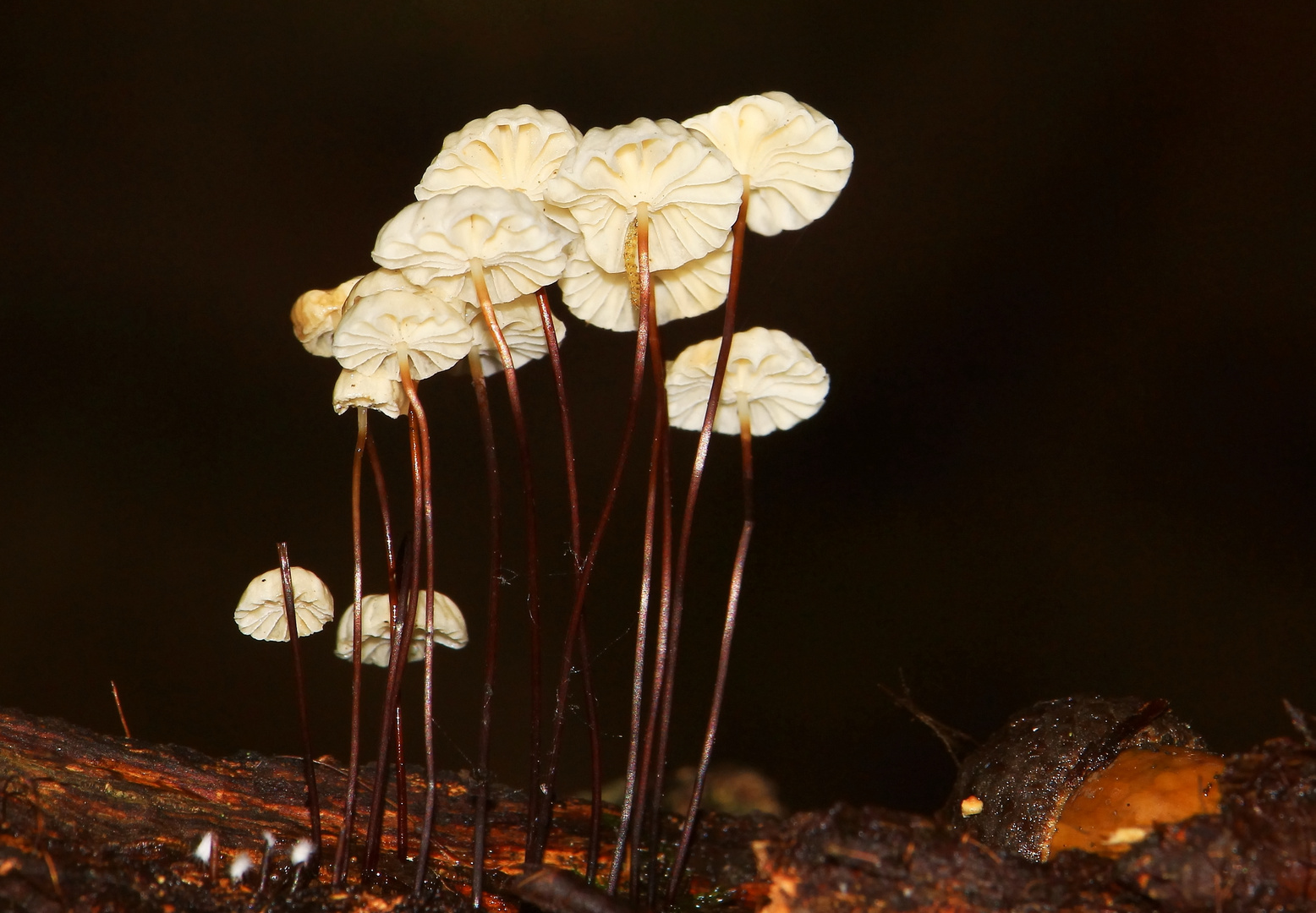 Halsband-Schwindlinge (Marasmius rotula)