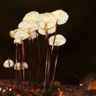 Halsband-Schwindlinge (Marasmius rotula)