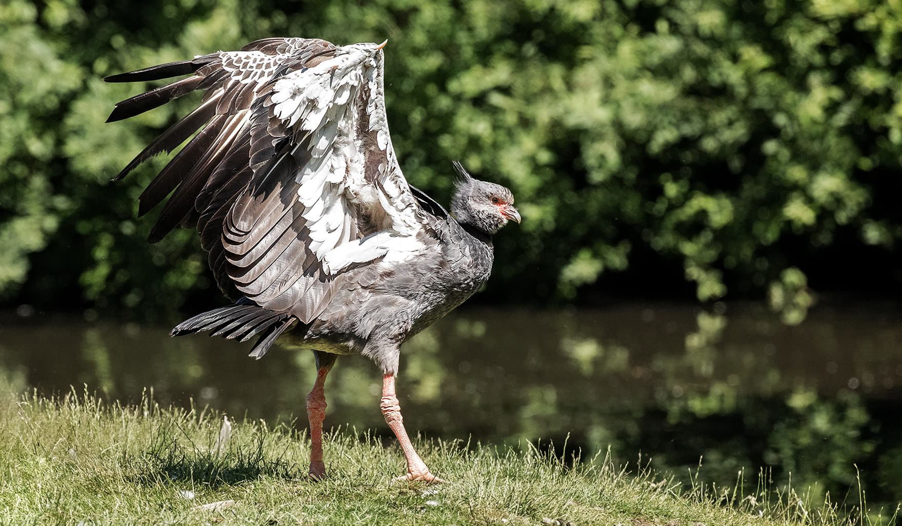 Halsband-Wehrvogel 006 eing