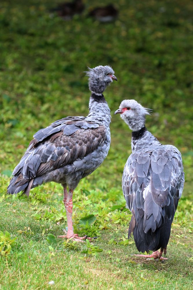 Halsband-Wehrvogel