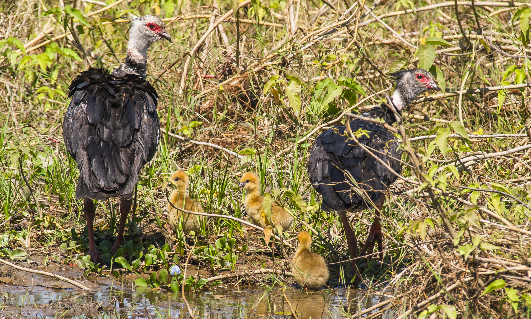 Halsband-Wehrvogel Familie