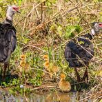 Halsband-Wehrvogel Familie