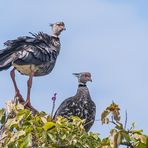 Halsband-Wehrvogel - IV