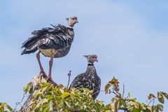 Halsband-Wehrvogel - IV