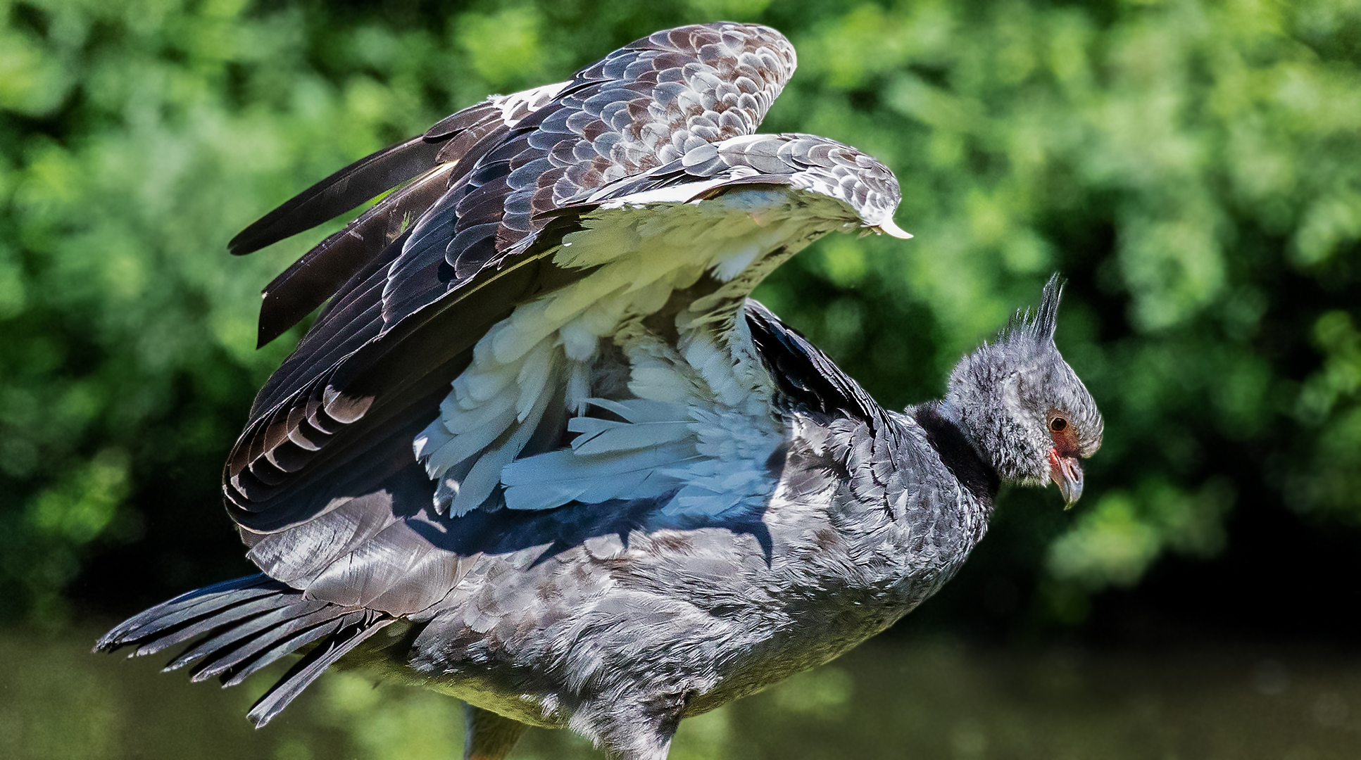 Halsband-Wehrvogel-Portrait 001 