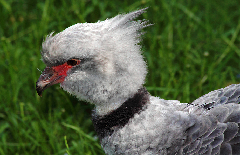 Halsband Wehrvogel ( + Tier Info)