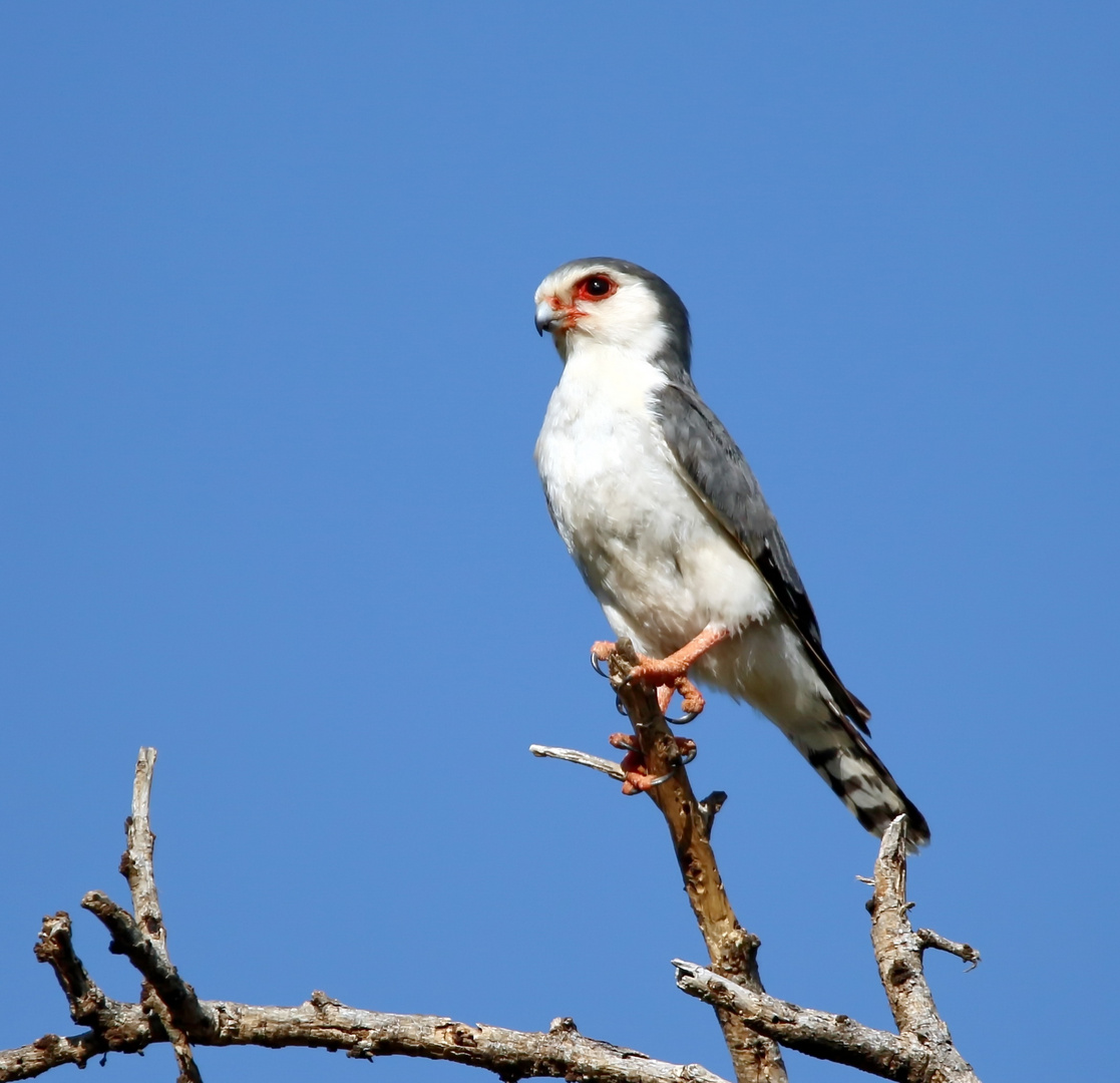 Halsband-Zwergfalke,Männchen