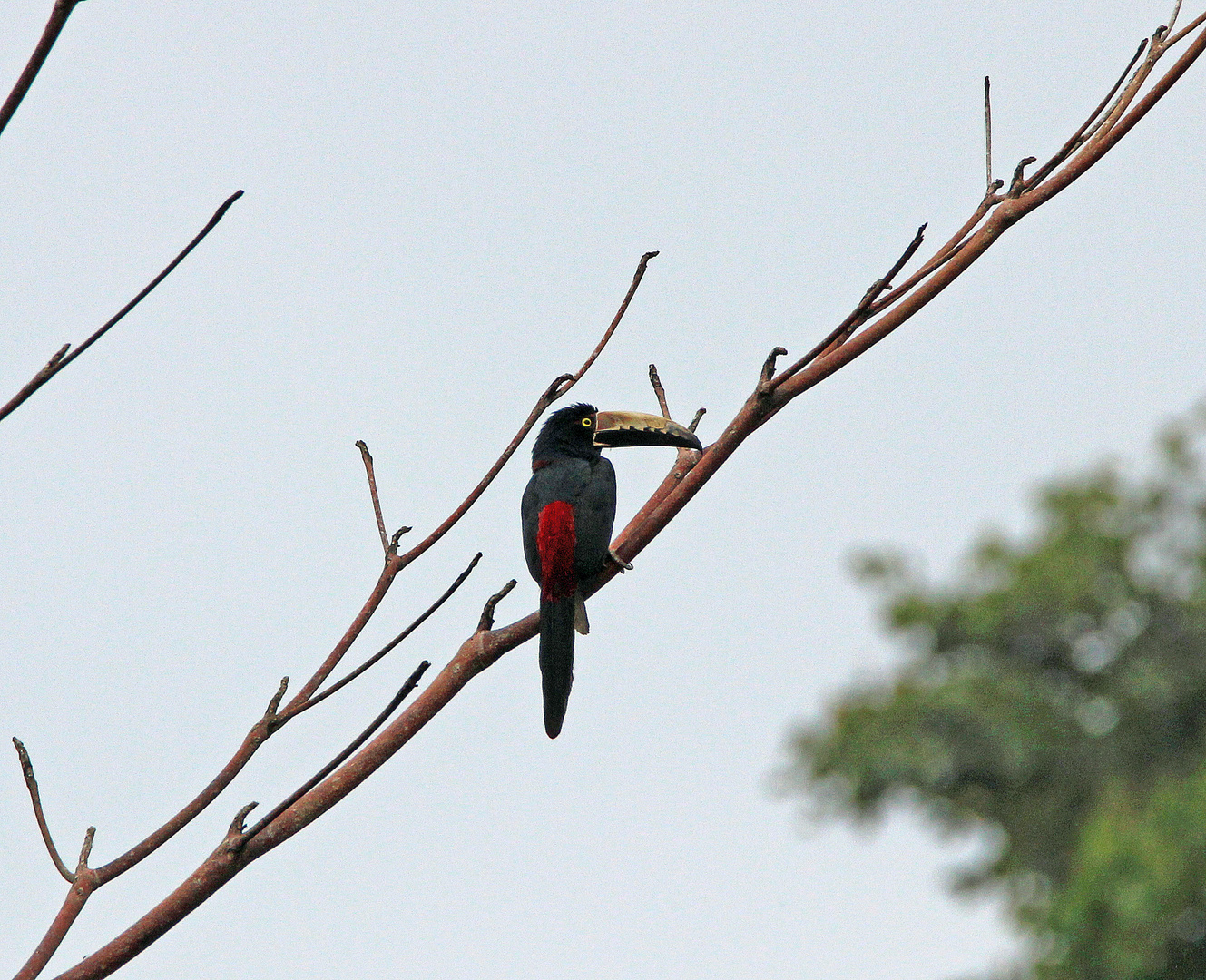 Halsbandarassari Foto & Bild north america, central america, tiere