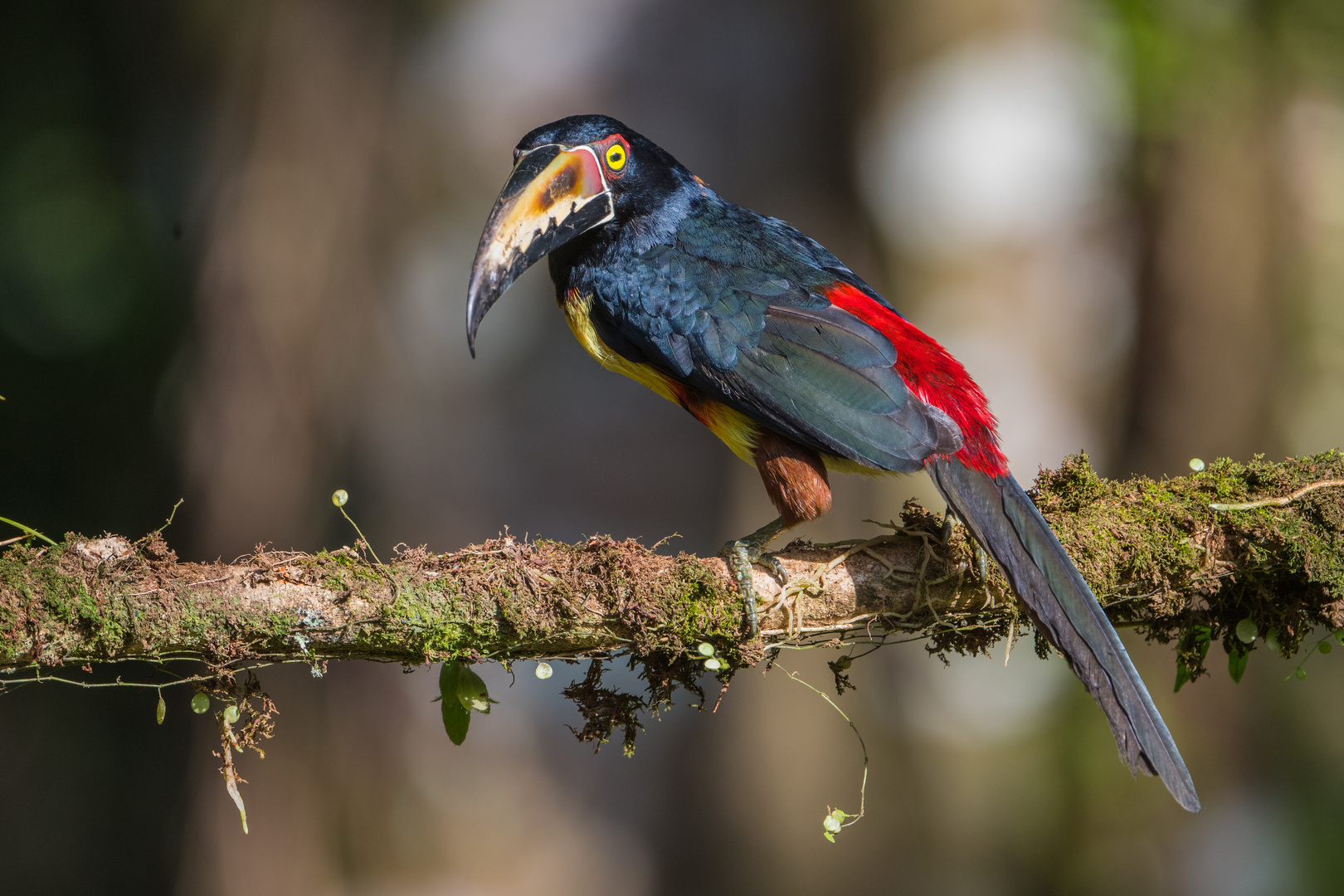 Halsbandarassari  Boca Tapada, Costa Rica