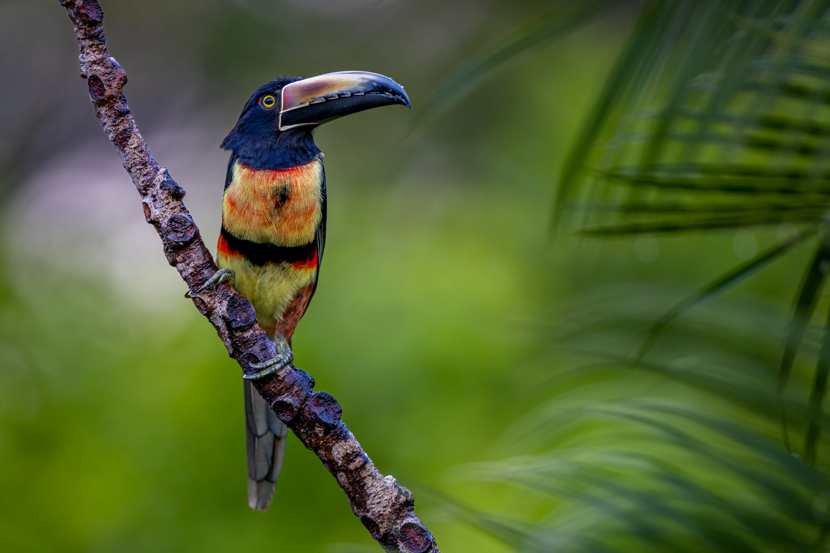 Halsbandarassari (Collared Aracari)