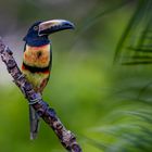 Halsbandarassari (Collared Aracari)