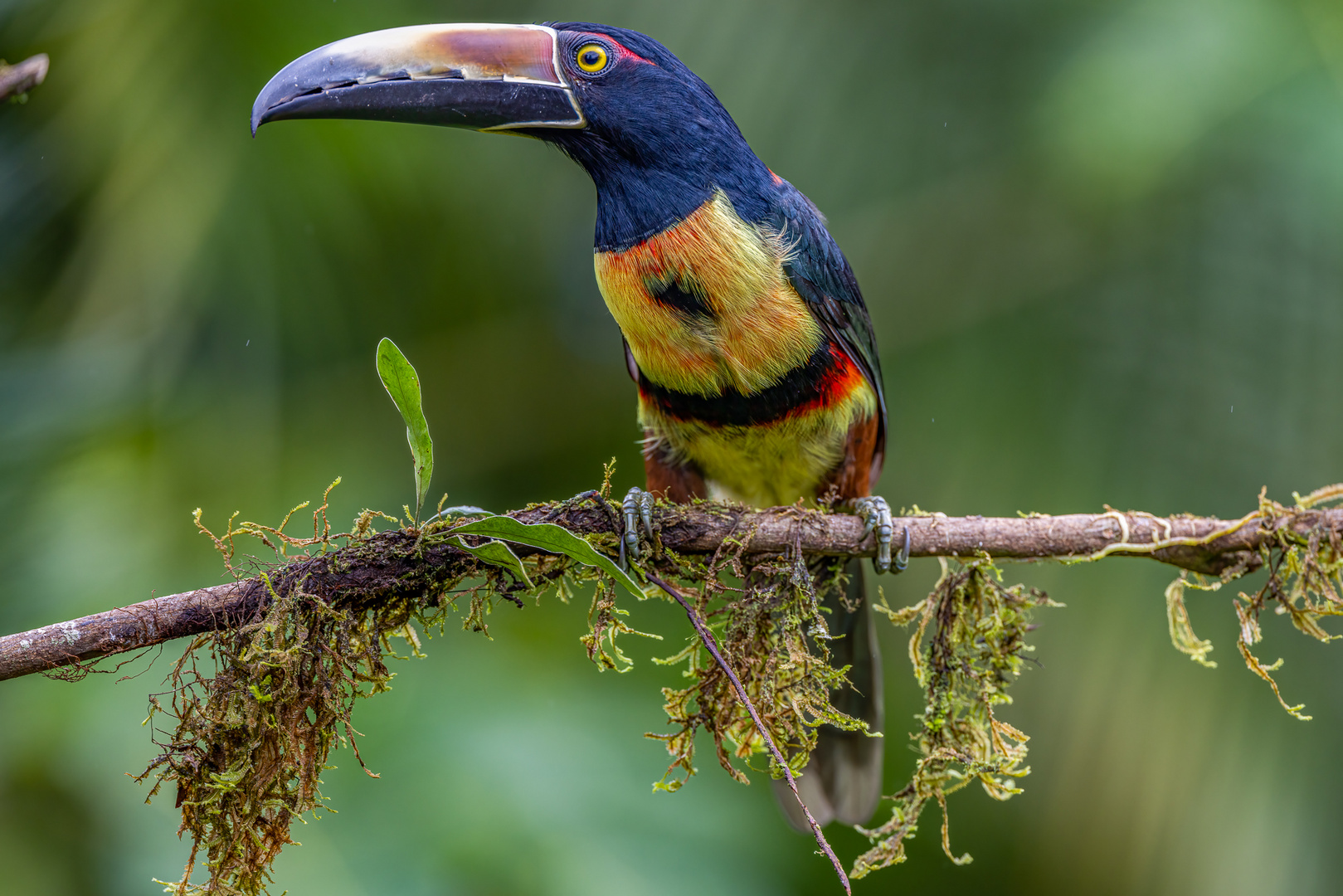 Halsbandarassari (Collared Aracari)