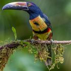 Halsbandarassari (Collared Aracari)