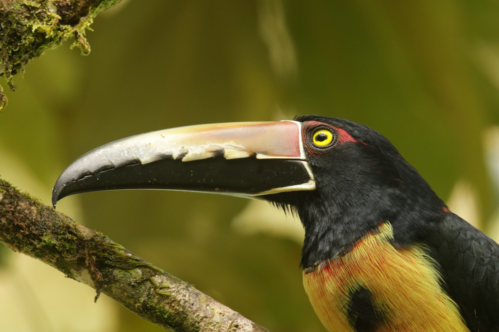 Halsbandarassari (Pteroglossus torquatus)