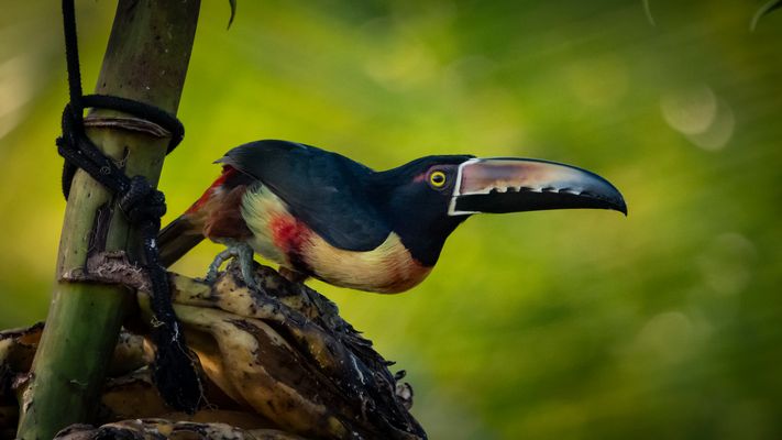 Halsbandarassari (Pteroglossus torquatus)