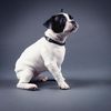 Halsbandhelden - Hundefotografie