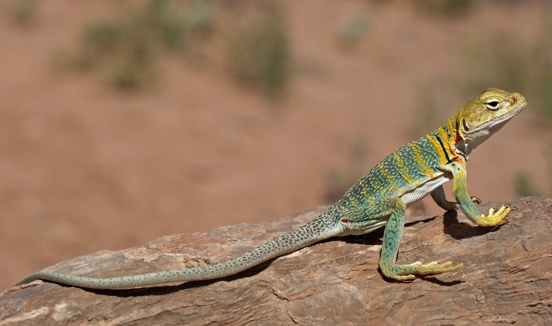 Halsbandleguan