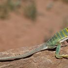 Halsbandleguan