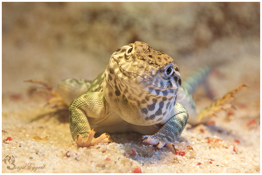 Halsbandleguan 2 (Crotaphytus collaris) - Männchen