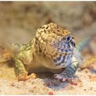 Halsbandleguan 2 (Crotaphytus collaris) - Männchen