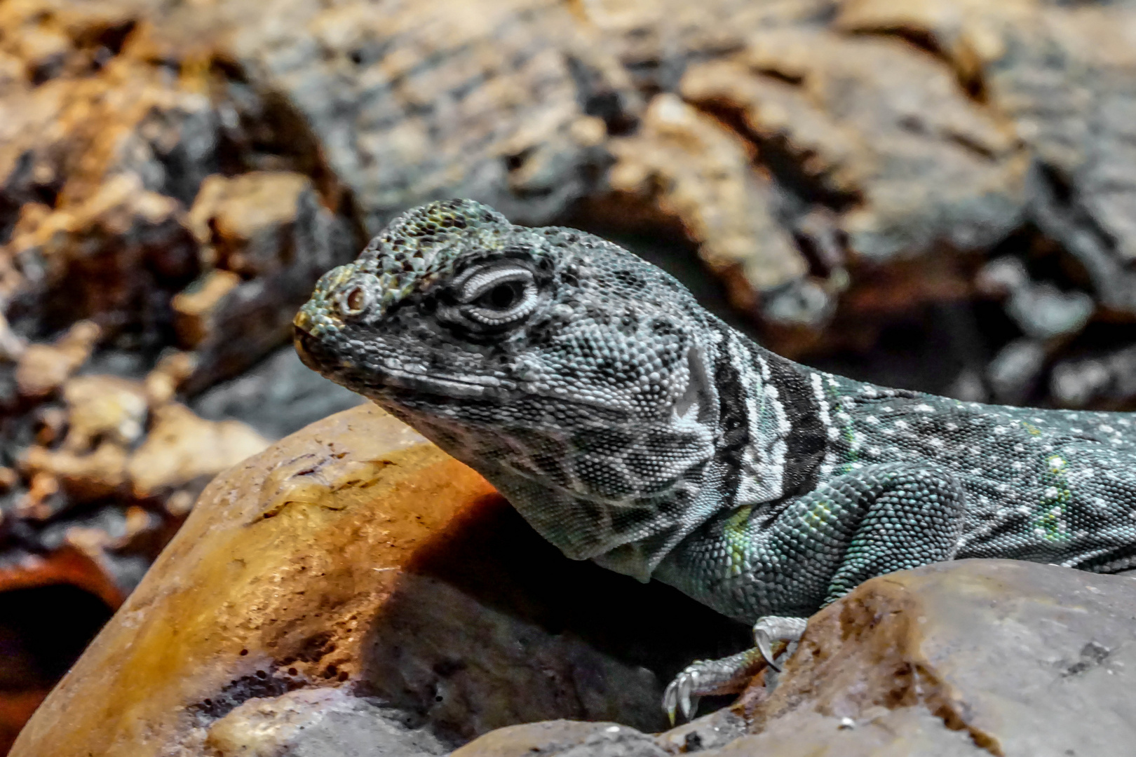 Halsbandleguan