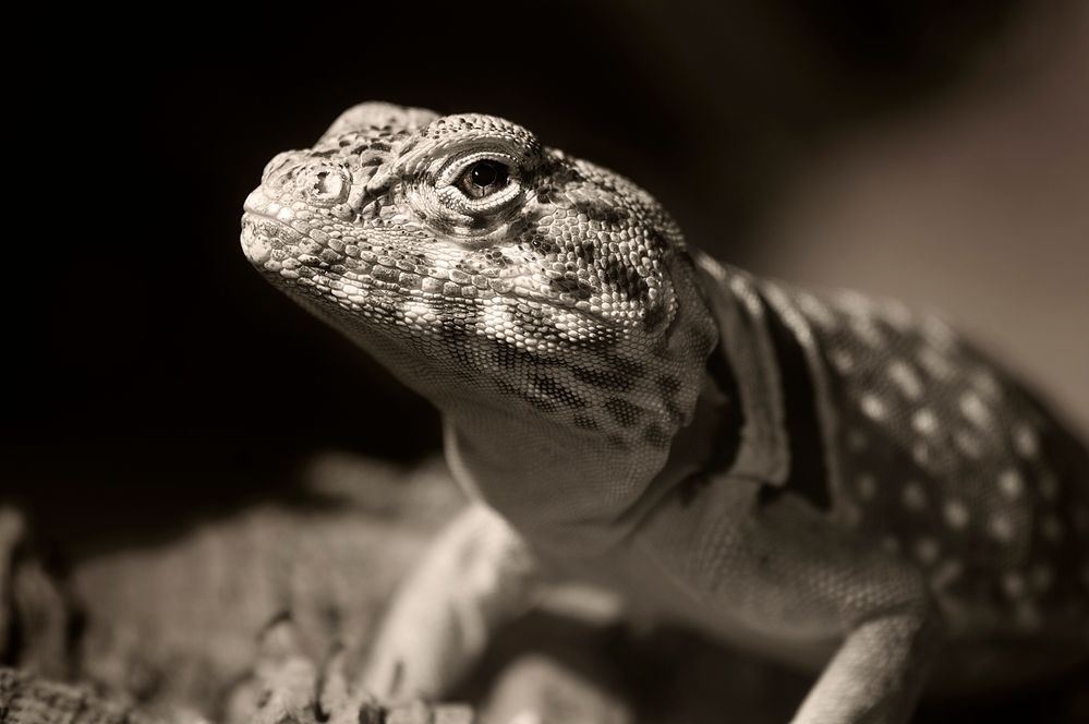 Halsbandleguan Foto & Bild tiere, haustiere, terraristik Bilder auf