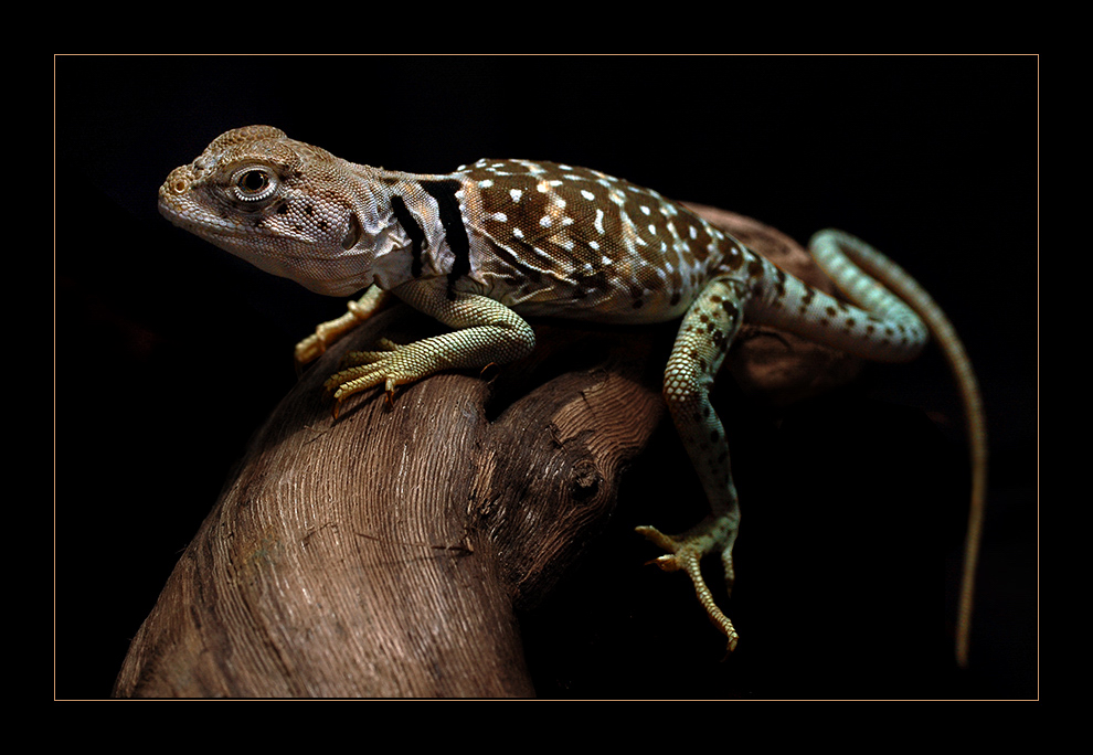 Halsbandleguan Foto & Bild tiere, haustiere, terraristik Bilder auf