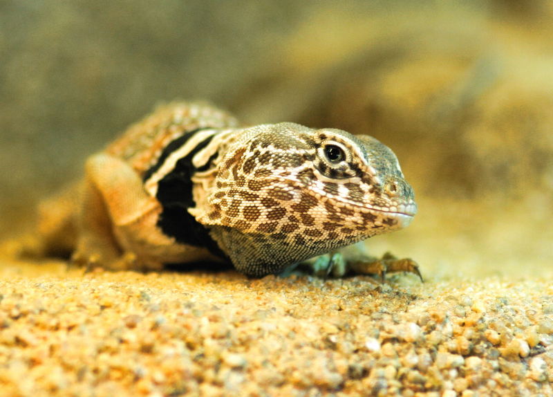 Halsbandleguan