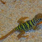 Halsbandleguan 8 Tage alt