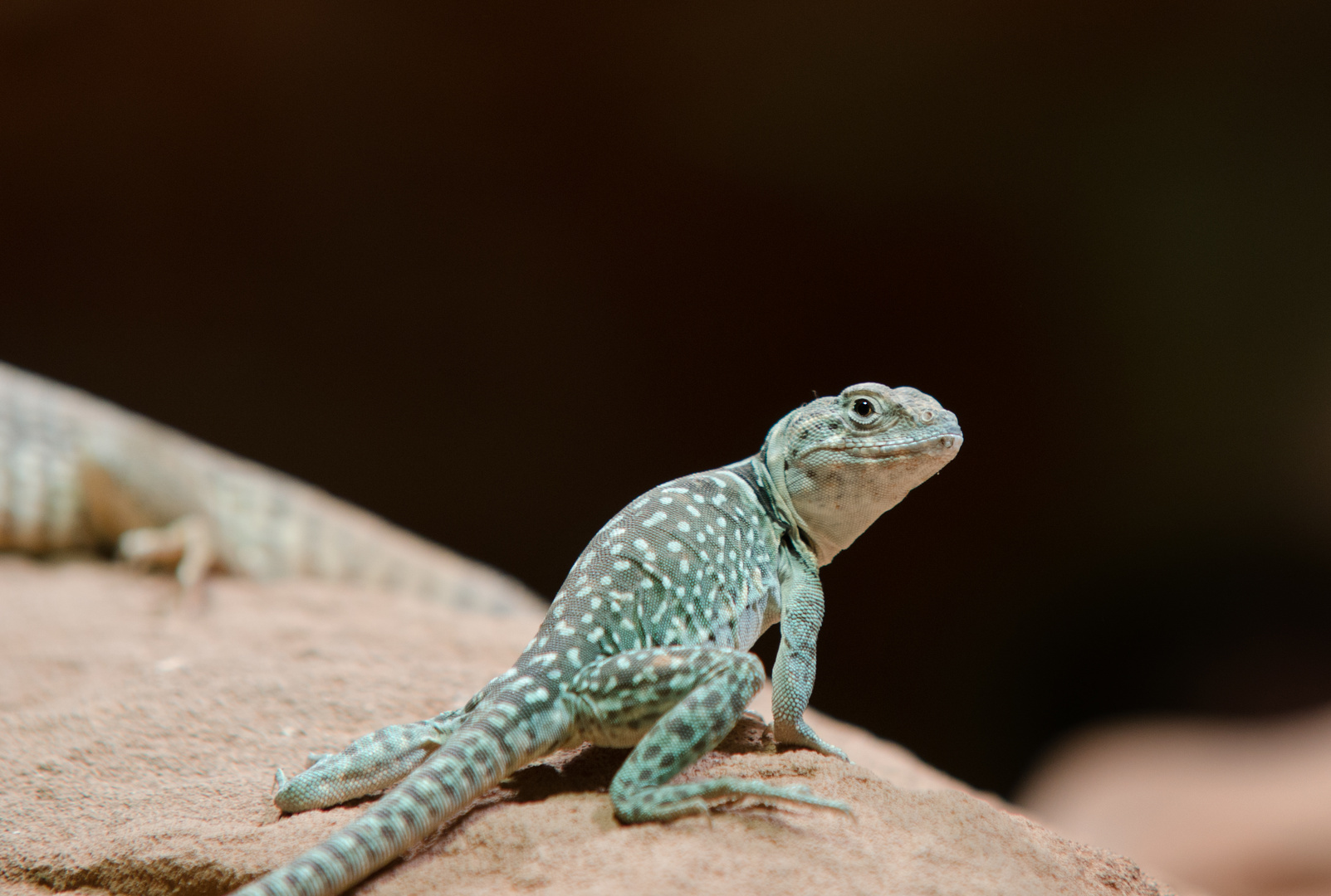 Halsbandleguan