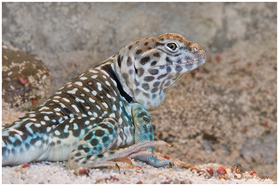 Halsbandleguan (Crotaphytus collaris) - Männchen