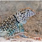 Halsbandleguan (Crotaphytus collaris) - Männchen