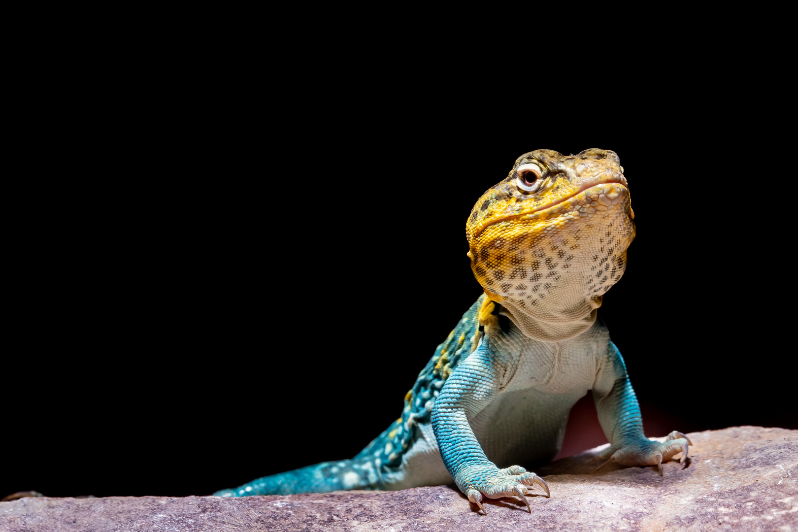 Halsbandleguan (Crotaphytus collaris)3