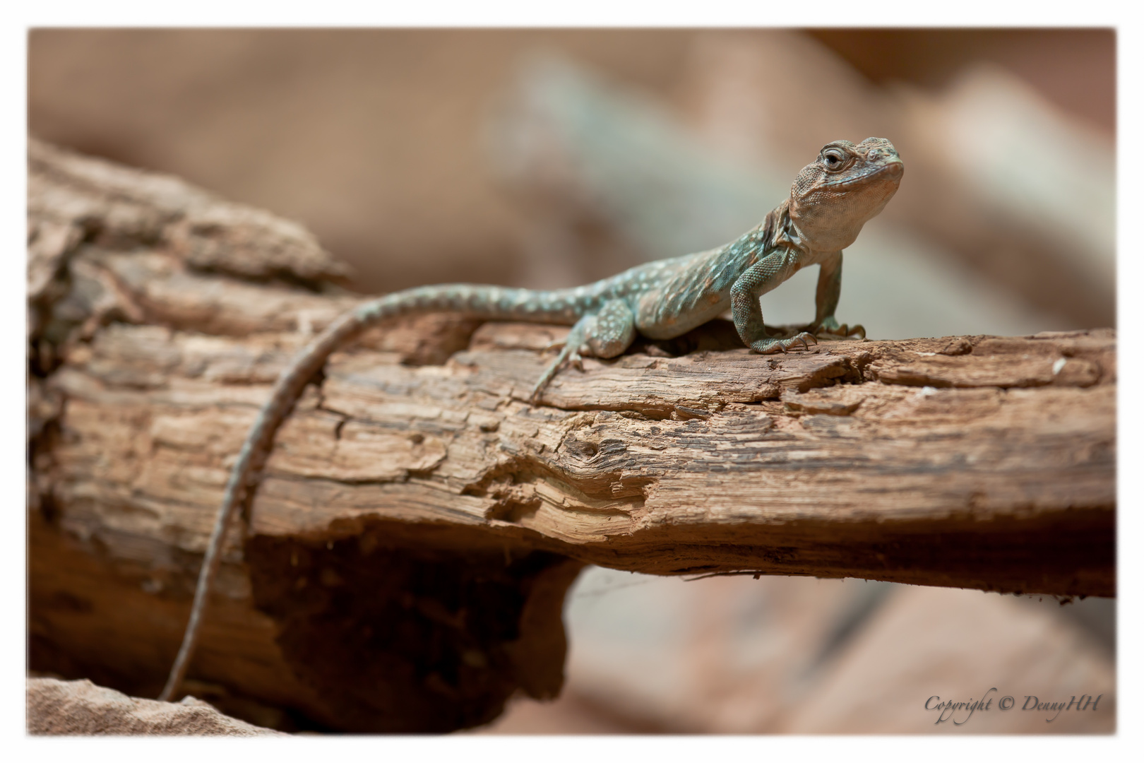 Halsbandleguan