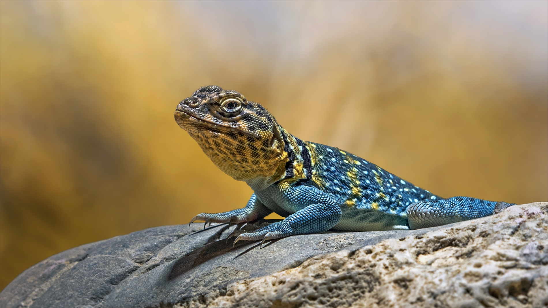 Halsbandleguan